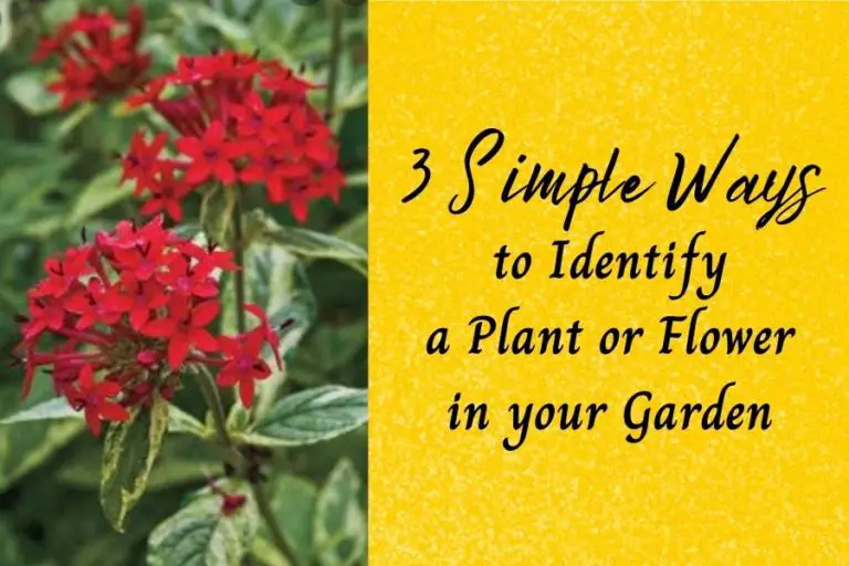 3 Simple Ways to Identify a Plant or Flower in Your Garden